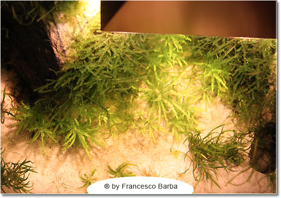 Il caridinaio di Francesco Barba