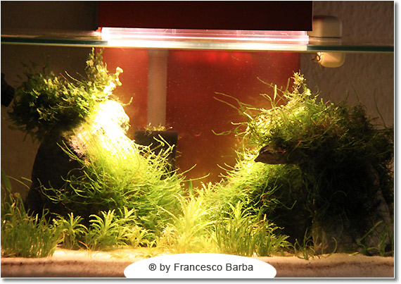 Il caridinaio di Francesco Barba