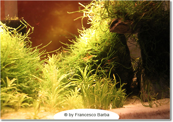 Il caridinaio di Francesco Barba