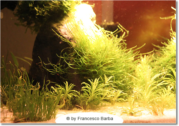 Il caridinaio di Francesco Barba