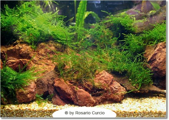 Cubo per caridine muschio in vasca