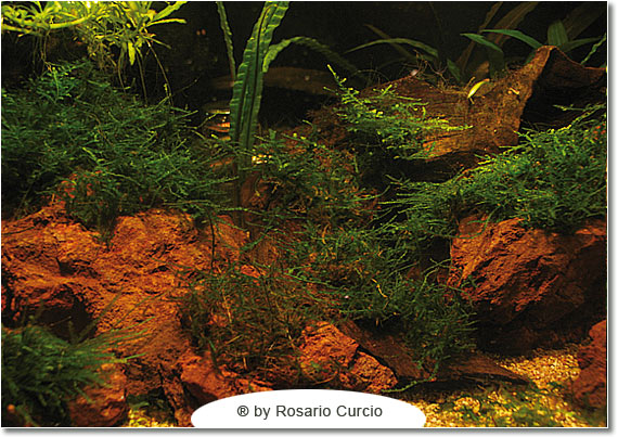 Cubo per caridine muschio in vasca