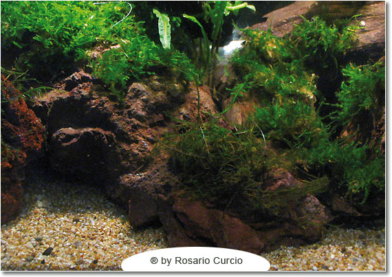 Cubo per caridine muschio in vasca