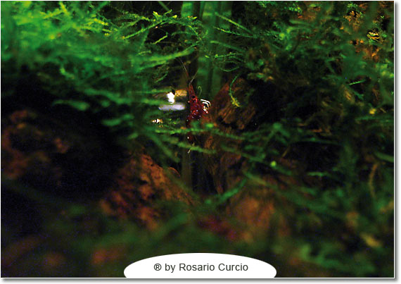 Caridine del Sulawesi: cardinal