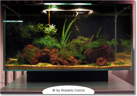 Cubo per caridine, vasca