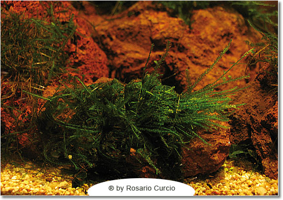 Cubo per caridine muschio in vasca