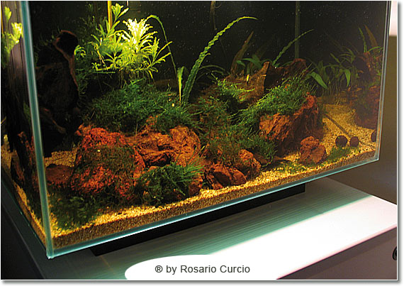 Cubo per caridine rocce laviche