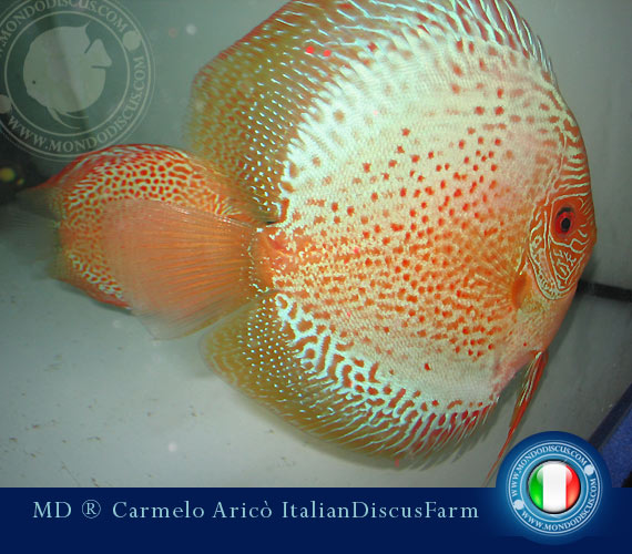 italian discus
