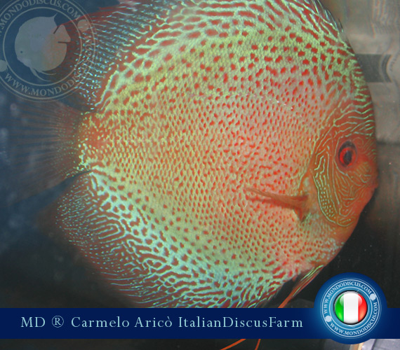 Italian Discus Breeder