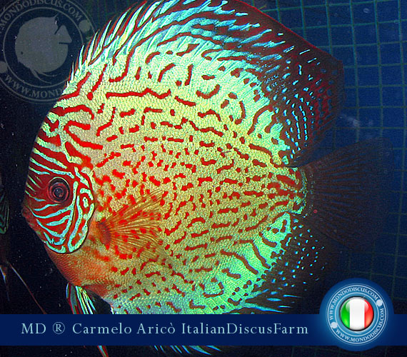 Italian Discus Breeder