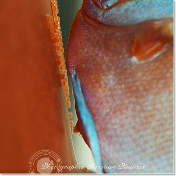 Discus fish lay eggs deposition