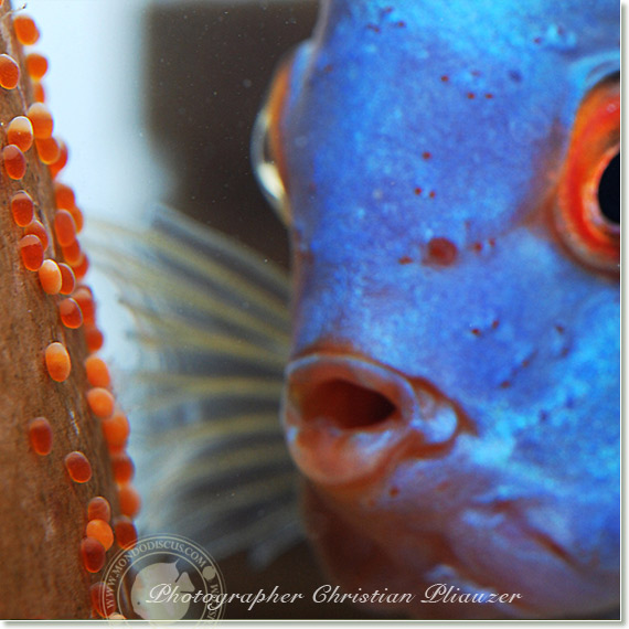 Discus fish lay eggs deposition