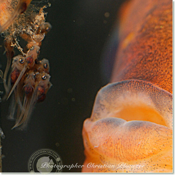 Discus fish lay eggs deposition