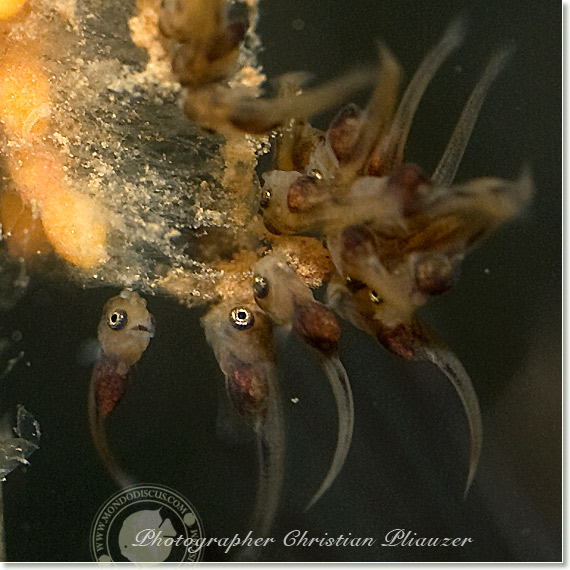 Discus fish lay eggs deposition