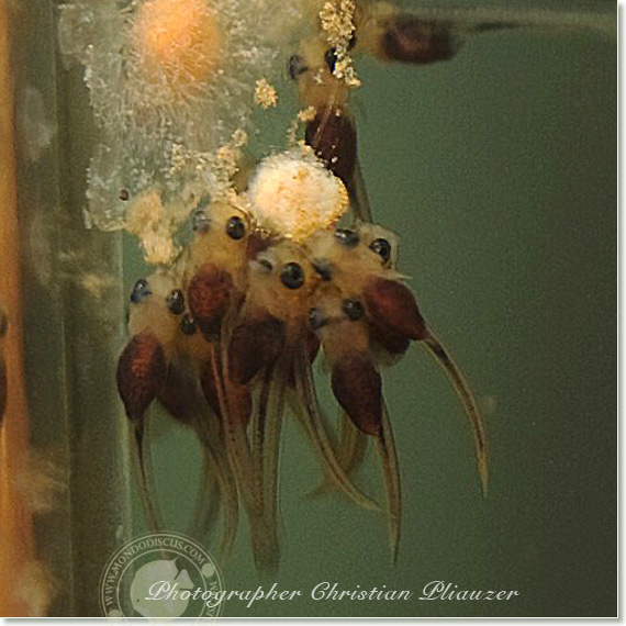 Discus fish lay eggs deposition
