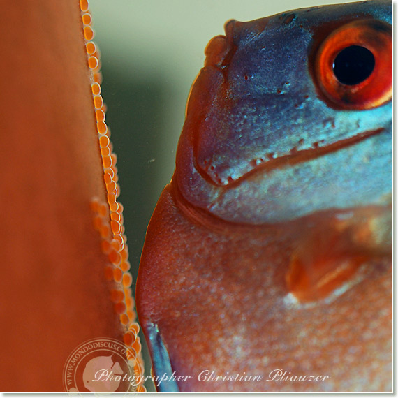 Discus fish lay eggs deposition