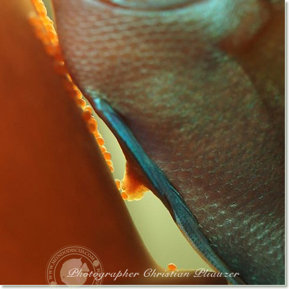 Discus fish lay eggs deposition