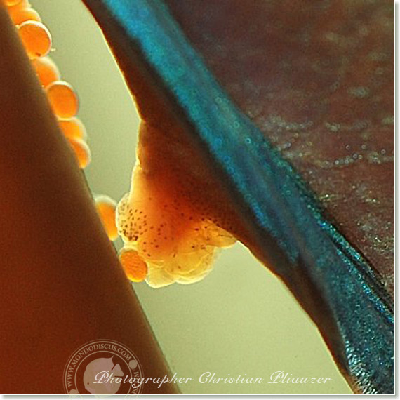 Discus fish lay eggs deposition