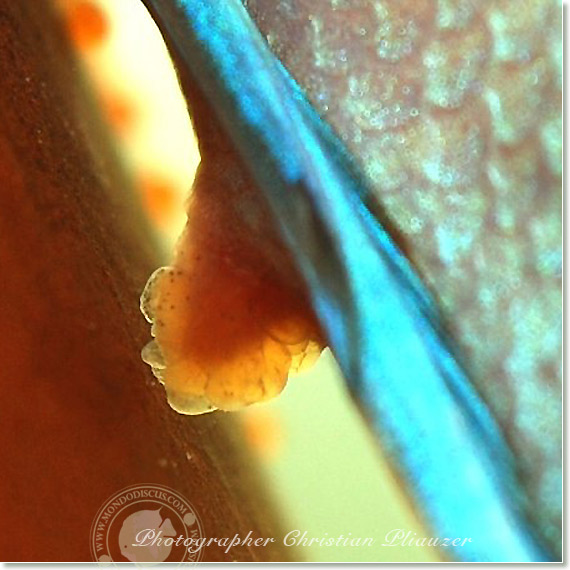 Discus fish lay eggs deposition