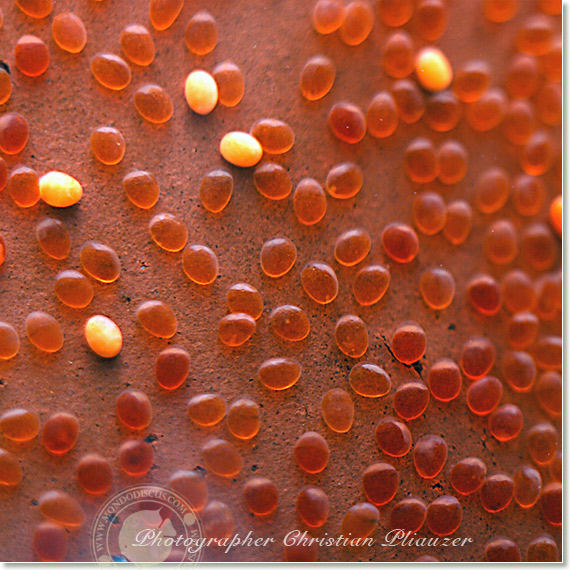 Discus fish lay eggs deposition