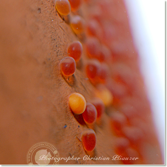 Discus fish lay eggs deposition