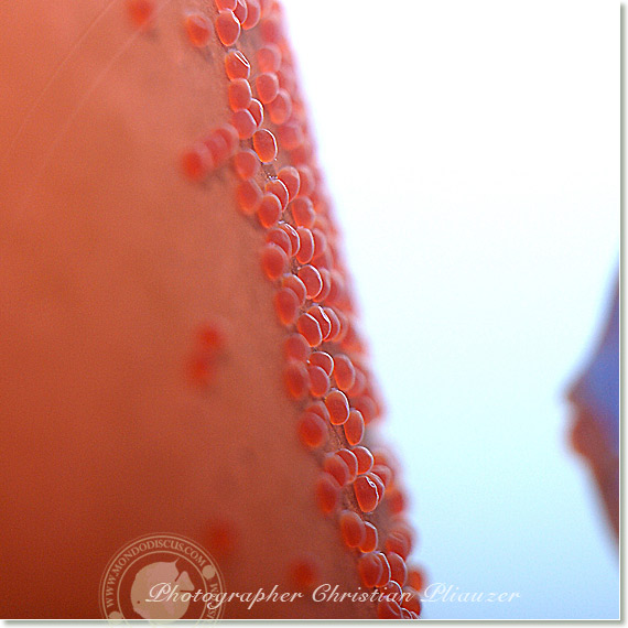 Discus fish lay eggs deposition