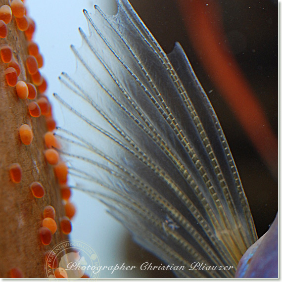 Discus fish lay eggs deposition