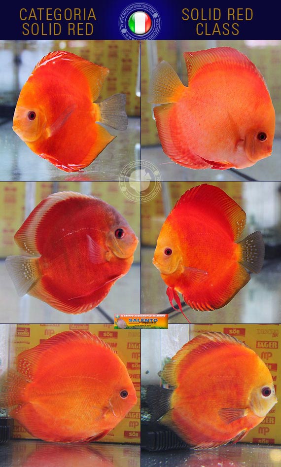 Italian Discus Contest