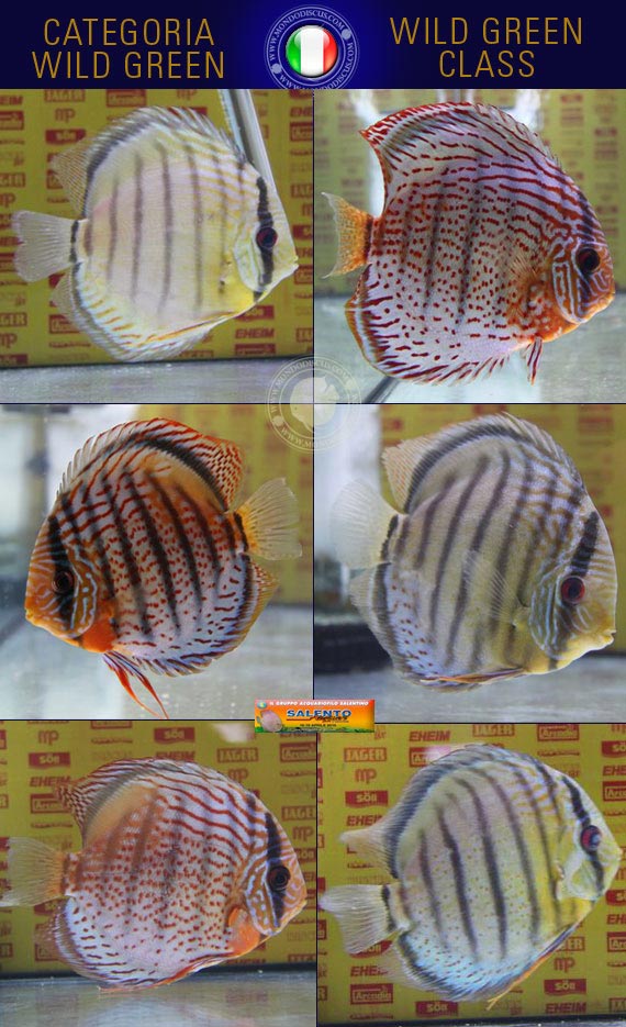 Italian Discus Contest