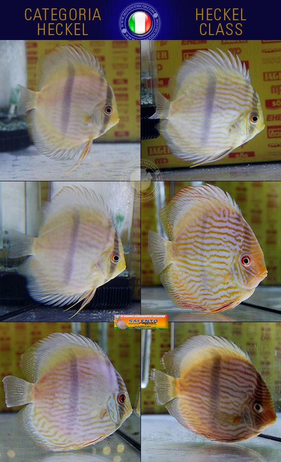 Italian Discus Contest