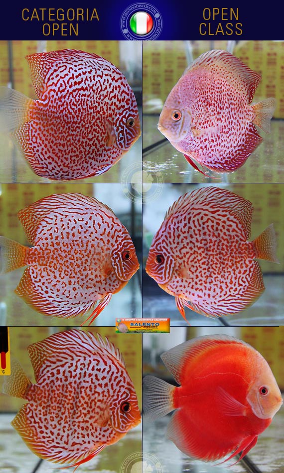 Italian Discus Contest