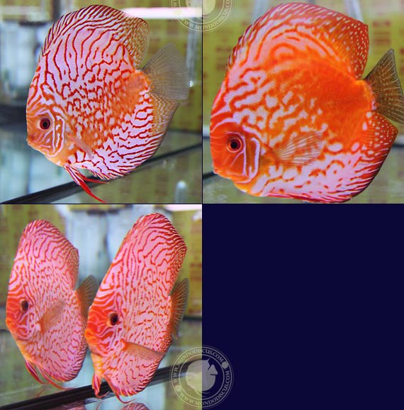 Italian Discus Contest