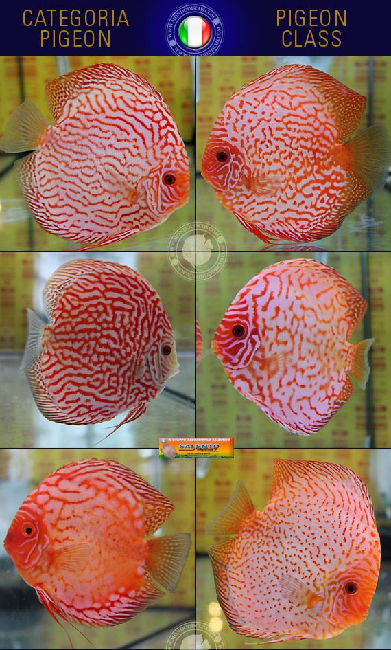 Italian Discus Contest