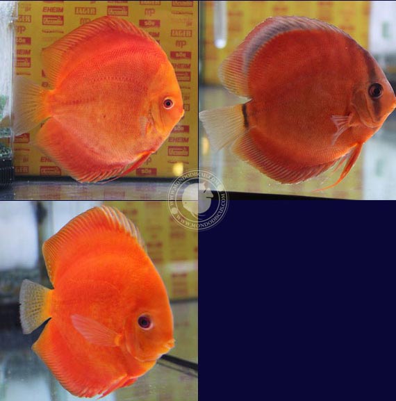 Italian Discus Contest