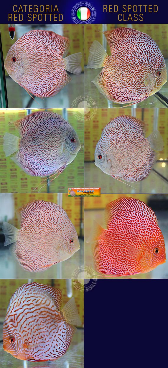 Italian Discus Contest