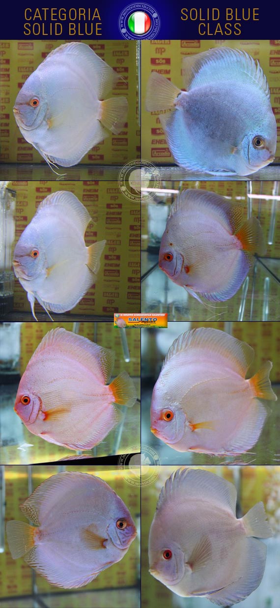 Italian Discus Contest