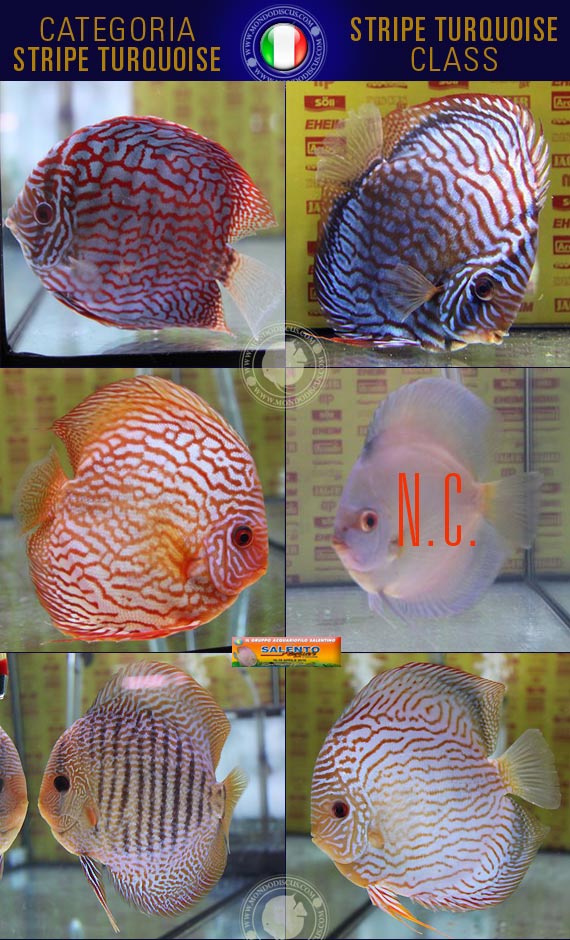 Italian Discus Contest