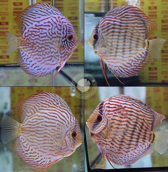 Italian Discus Contest