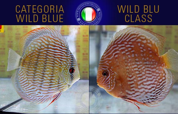 Italian Discus Contest