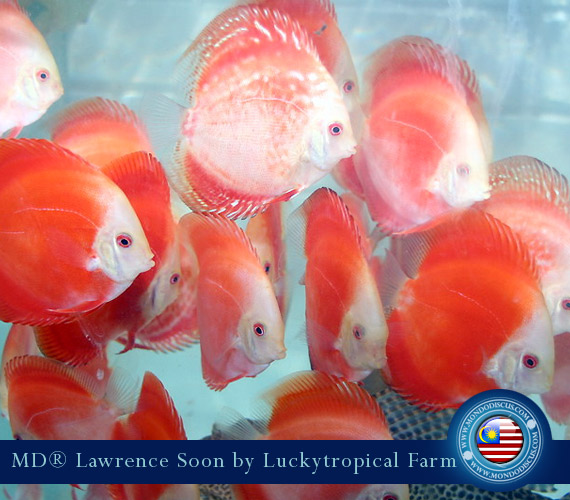 Malaysia discus - Lawrence Soon