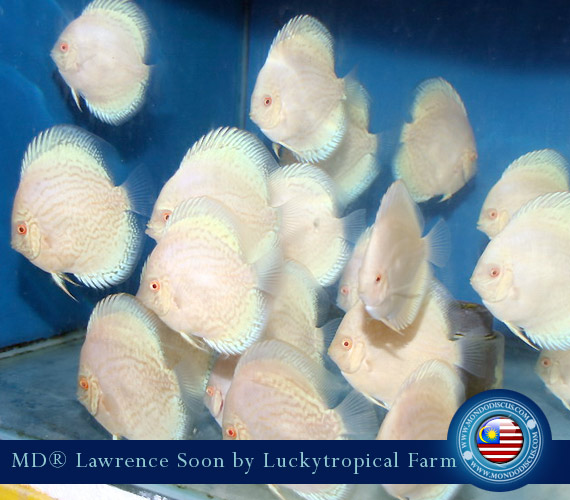 Albino Discus White Butterfly