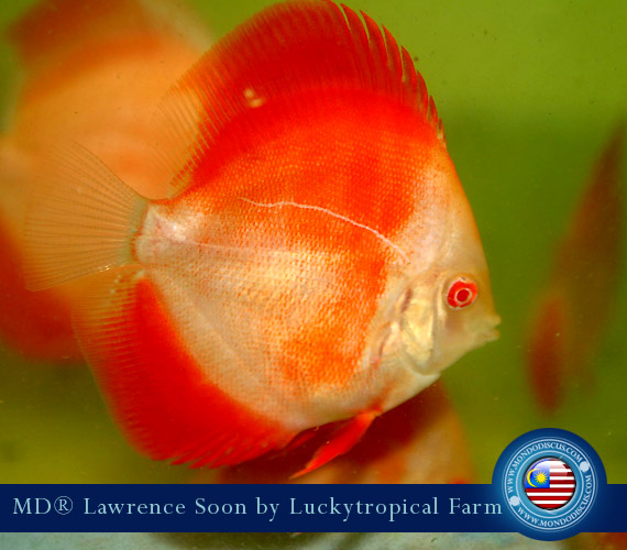 Albino Discus Mandarin