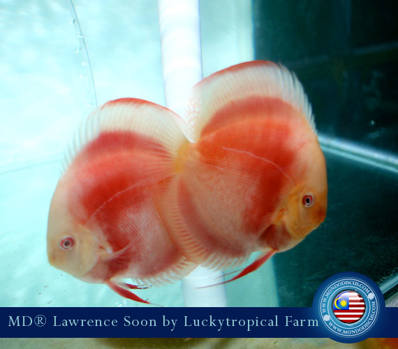 Albino Discus Red Cover