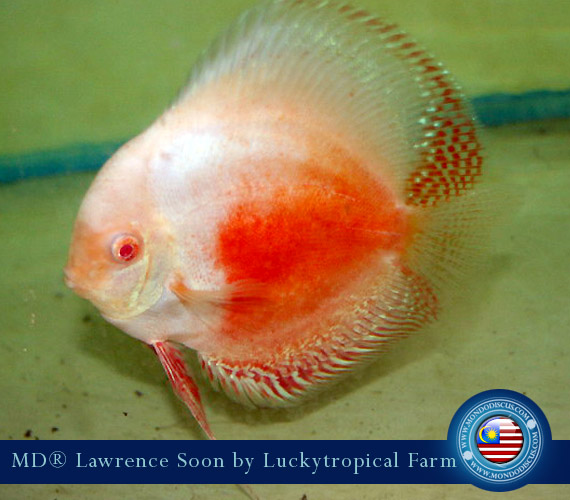 Albino Discus Red and White