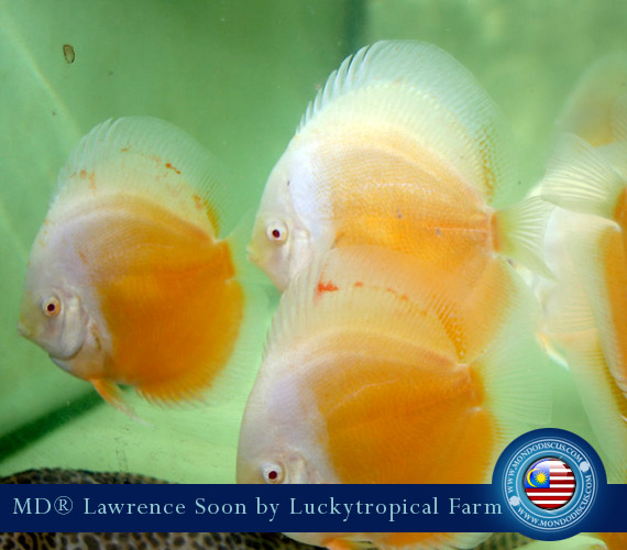 Albino Discus Yellow and White
