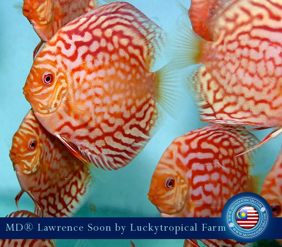 Albino Discus Checkerboard