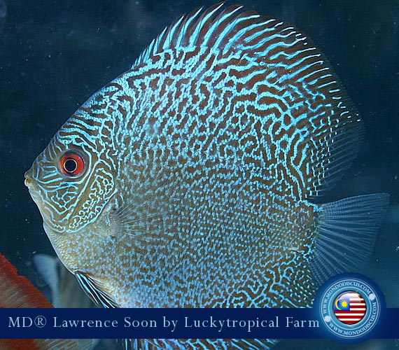 Malaysia discus - Lawrence Soon