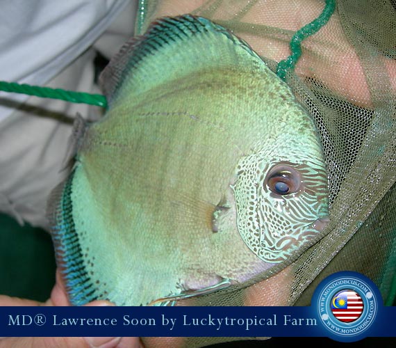 Malaysia discus - Lawrence Soon