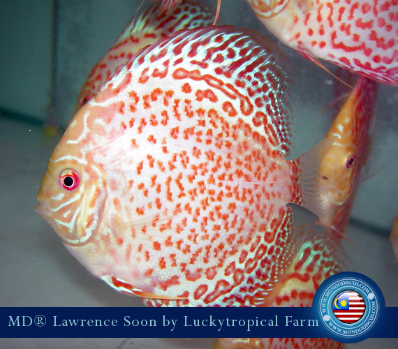 Malaysia discus - Lawrence Soon