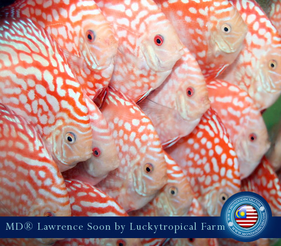 Malaysia discus - Lawrence Soon